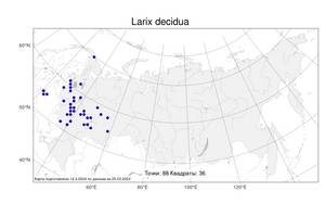 Larix decidua (L.) Mill., Atlas of the Russian Flora (FLORUS) (Russia)