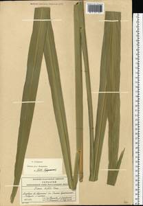 Zizania latifolia (Griseb.) Turcz. ex Stapf, Eastern Europe, Moscow region (E4a) (Russia)