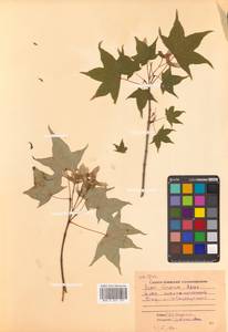 Acer pictum subsp. mono (Maxim.) H.Ohashi, Siberia, Russian Far East (S6) (Russia)