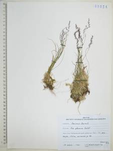 Poa glauca Vahl, Siberia, Russian Far East (S6) (Russia)