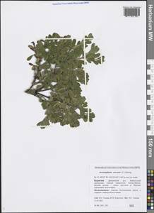 Arctostaphylos uva-ursi (L.) Spreng., Siberia, Baikal & Transbaikal region (S4) (Russia)