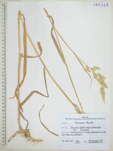 Phalaris arundinacea L., Siberia, Russian Far East (S6) (Russia)