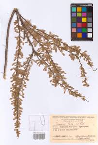 Tamarix laxa Willd., Eastern Europe, Lower Volga region (E9) (Russia)