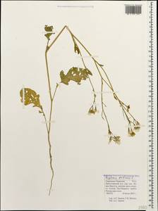 Raphanus sativus L., Caucasus, Stavropol Krai, Karachay-Cherkessia & Kabardino-Balkaria (K1b) (Russia)