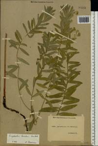 Euphorbia esula subsp. esula, Eastern Europe, Lower Volga region (E9) (Russia)