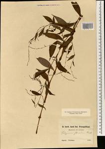 Persicaria salicifolia (Brouss. ex Willd.) Assenov, South Asia, South Asia (Asia outside ex-Soviet states and Mongolia) (ASIA) (Japan)