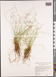 Carex callitrichos V.I.Krecz., Siberia, Russian Far East (S6) (Russia)