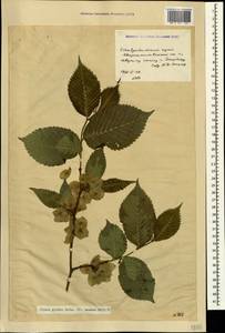 Ulmus glabra, Caucasus, Stavropol Krai, Karachay-Cherkessia & Kabardino-Balkaria (K1b) (Russia)