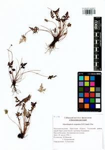 Aleuritopteris argentea (S. G. Gmel.) Fée, Siberia, Baikal & Transbaikal region (S4) (Russia)