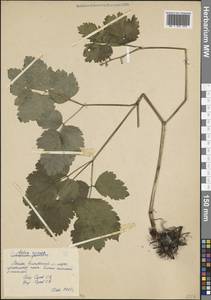Actaea spicata L., Eastern Europe, Moscow region (E4a) (Russia)