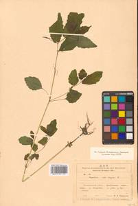 Impatiens noli-tangere L., Siberia, Chukotka & Kamchatka (S7) (Russia)