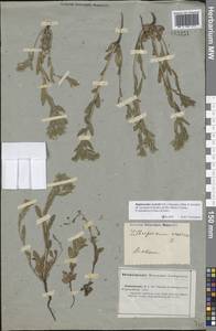 Buglossoides rochelii (Friv.) Stoyanov, Mátis & Sennikov, Middle Asia, Caspian Ustyurt & Northern Aralia (M8) (Kazakhstan)