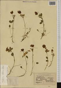 Trifolium badium Schreb., Western Europe (EUR) (Switzerland)