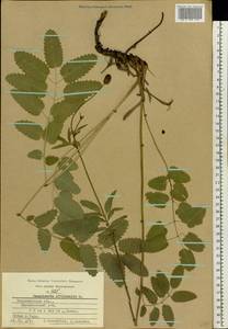 Sanguisorba officinalis L., Eastern Europe, Central region (E4) (Russia)