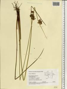Juncus effusus L., Eastern Europe, Central region (E4) (Russia)