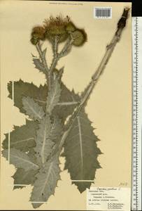 Onopordum acanthium L., Eastern Europe, Central forest-and-steppe region (E6) (Russia)