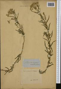 Achillea ptarmica L., Western Europe (EUR) (Italy)