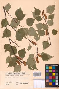 Betula pendula Roth, Eastern Europe, Central region (E4) (Russia)
