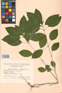 Mercurialis perennis L., Eastern Europe, Moscow region (E4a) (Russia)