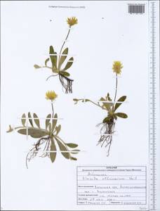 Pilosella officinarum Vaill., Eastern Europe, North Ukrainian region (E11) (Ukraine)