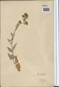 Trichodesma incanum Bunge, Middle Asia, Syr-Darian deserts & Kyzylkum (M7) (Uzbekistan)
