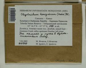 Oligotrichum hercynicum (Hedw.) DC., Bryophytes, Bryophytes - North Caucasus & Ciscaucasia (B12) (Russia)