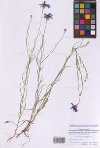 Centaurea cyanus L., Eastern Europe, Moscow region (E4a) (Russia)