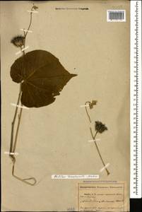 Abutilon theophrasti Medik., Caucasus, Abkhazia (K4a) (Abkhazia)