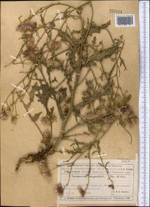 Saussurea turgaiensis B. Fedtsch., Middle Asia, Muyunkumy, Balkhash & Betpak-Dala (M9) (Kazakhstan)