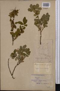 Rosa majalis Herrm., Middle Asia, Syr-Darian deserts & Kyzylkum (M7) (Kazakhstan)
