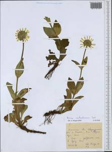 Arnica unalascensis Less., Siberia, Russian Far East (S6) (Russia)