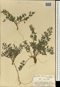 Lespedeza davurica (Laxm.)Schindl., Mongolia (MONG) (Mongolia)