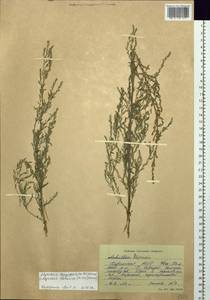 Myricaria longifolia (Willd.) Ehrenb., Siberia, Altai & Sayany Mountains (S2) (Russia)