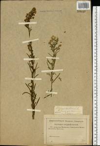 Erigeron canadensis L., Eastern Europe, Central forest-and-steppe region (E6) (Russia)