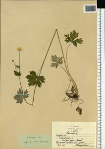 Ranunculus acris subsp. friesianus (Jord.) Syme, Eastern Europe, Moscow region (E4a) (Russia)