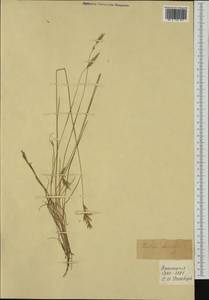 Festuca trachyphylla (Hack.) Hack., Western Europe (EUR) (France)