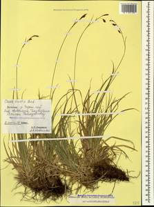 Carex tristis M.Bieb., Caucasus, Dagestan (K2) (Russia)