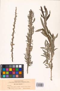 Salix viminalis L., Eastern Europe, North-Western region (E2) (Russia)