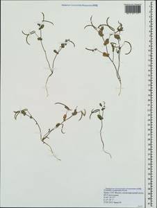 Coronilla scorpioides (L.)Koch, Crimea (KRYM) (Russia)