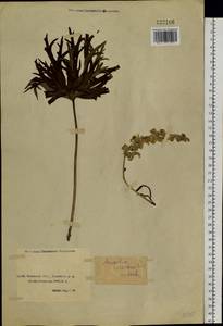 Aconitum barbatum Pers., Siberia, Baikal & Transbaikal region (S4) (Russia)