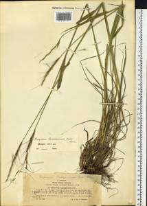 Elymus gmelinii (Trin.) Tzvelev, Siberia, Western (Kazakhstan) Altai Mountains (S2a) (Kazakhstan)