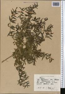 Rubia tatarica (Trevir.) F.Schmidt, Middle Asia, Caspian Ustyurt & Northern Aralia (M8) (Kazakhstan)