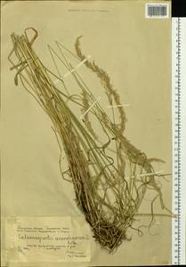 Calamagrostis arundinacea (L.) Roth, Siberia, Western Siberia (S1) (Russia)