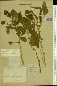 Amaranthus cruentus L., Eastern Europe, Rostov Oblast (E12a) (Russia)