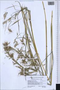 Hyparrhenia hirta (L.) Stapf, Western Europe (EUR) (Italy)