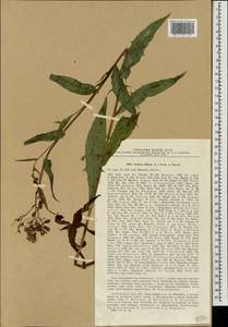 Lactuca sibirica (L.) Maxim., Eastern Europe, North-Western region (E2) (Russia)