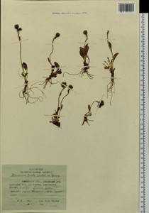 Hieracium triste Willd. ex Spreng., Siberia, Chukotka & Kamchatka (S7) (Russia)