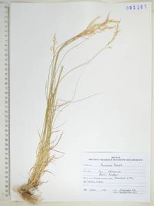 Poa versicolor Besser, Siberia, Russian Far East (S6) (Russia)