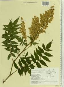 Sorbaria sorbifolia (L.) A. Braun, Eastern Europe, Central region (E4) (Russia)