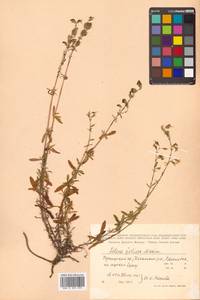 Silene foliosa Maxim., Siberia, Russian Far East (S6) (Russia)